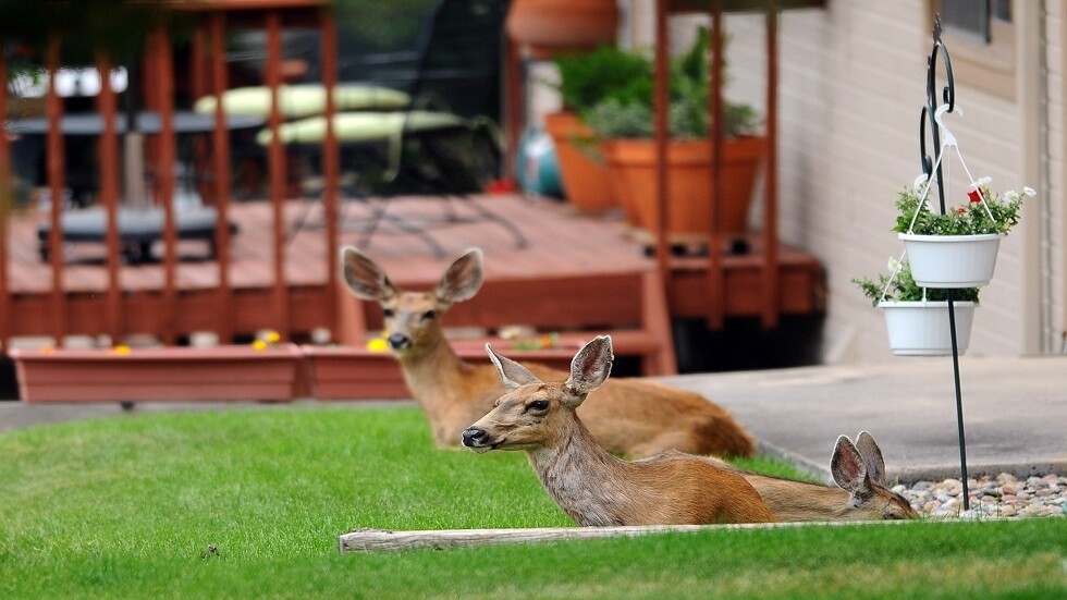 فيروس كورونا ذو حدين بالنسبة للوضع البيئي على الأرض