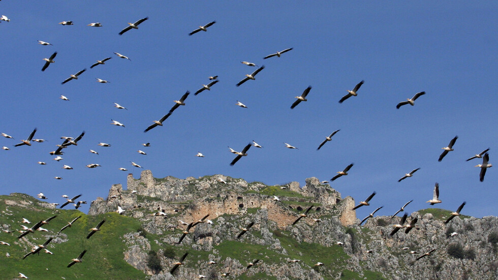 الاتكال على الطيور.. هل منطقة سوريا ولبنان مقبلة على زلزال مدمر؟