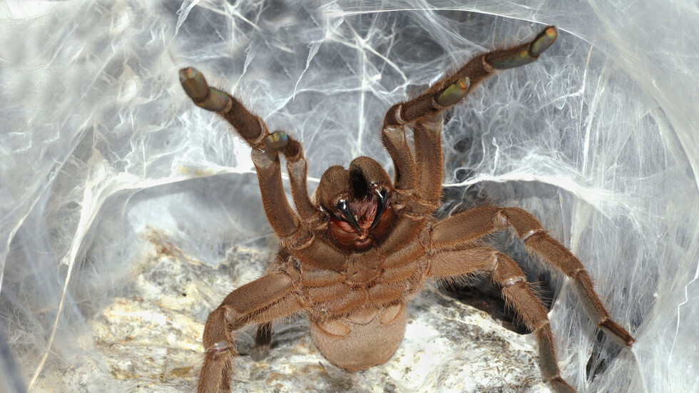 علماء يحققون اكتشافا كبيرا و