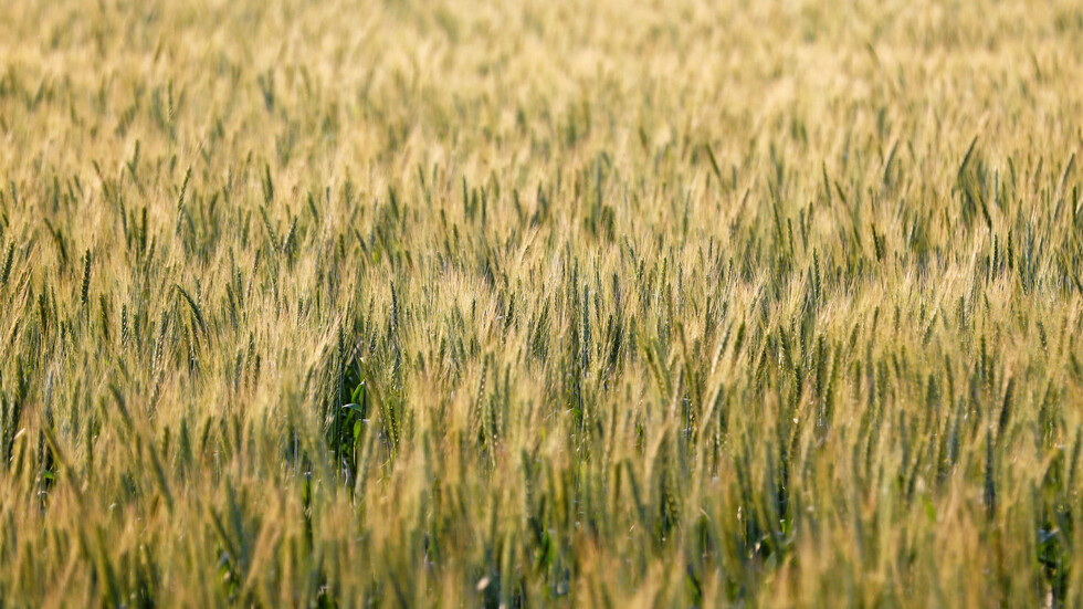 مصر تتلقى عروضا لتوريد القمح بأسعار أعلى من المتوقع