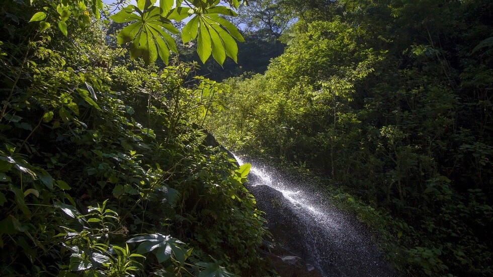 إزالة غابات هائلة في الأمازون تكشف عن هياكل بشرية عملاقة قديمة