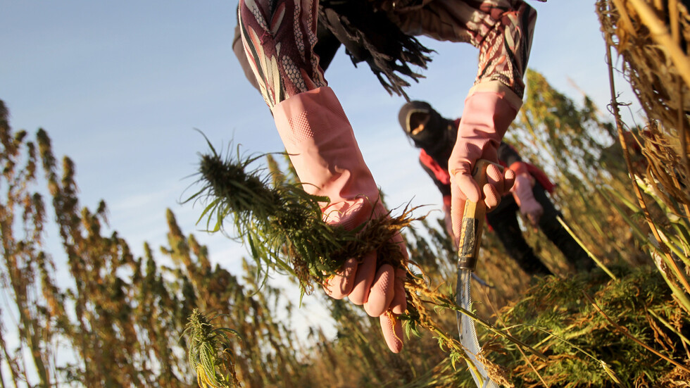 البرلمان اللبناني يقر تشريعا حول زراعة الحشيش للأغراض الطبية