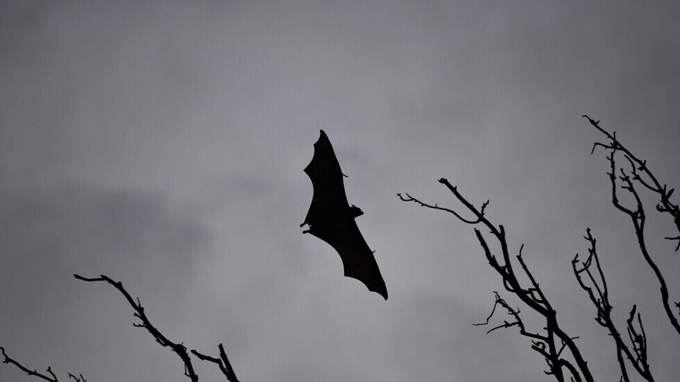 اكتشاف 4 أنواع جديدة في إفريقيا 