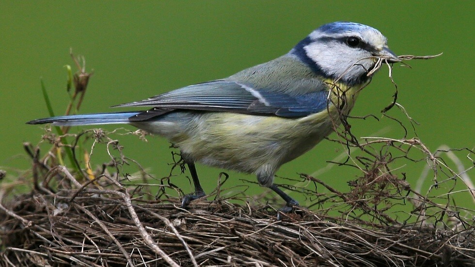 مرض غامض يؤدي إلى نفوق آلاف الطيور في ألمانيا