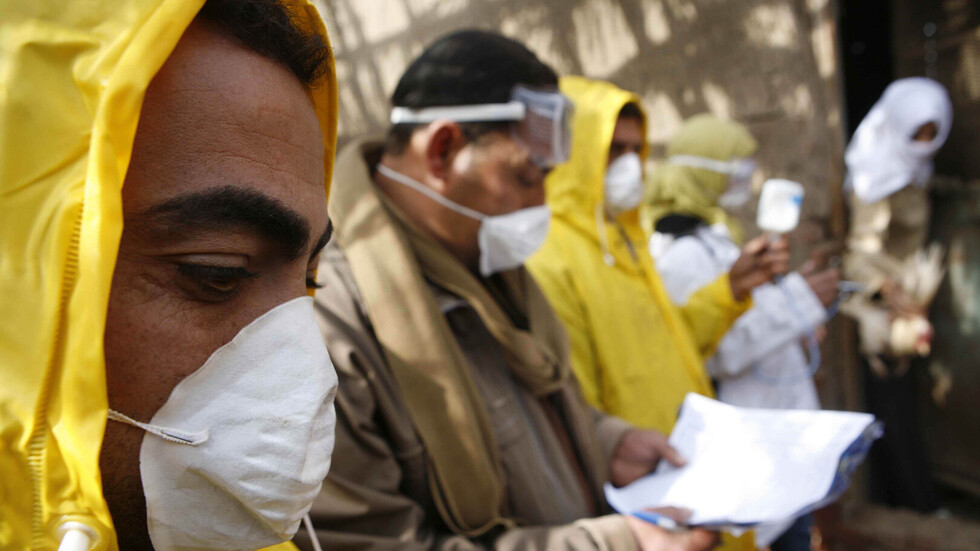 مصر تحقق أكثر من 97% من احتياجاتها من الدواجن