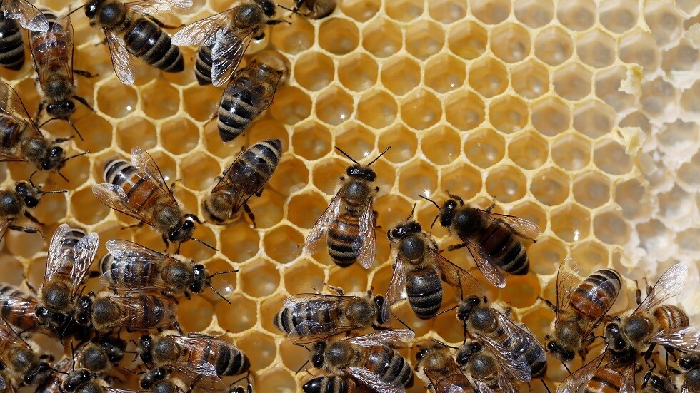 السعودية.. ضبط مستودع للعسل المغشوش قبل تسويقه عبر الإنترنت