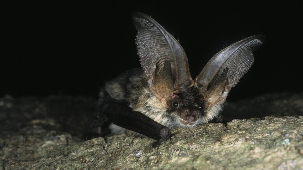 متى تشكل الخفافيش خطورة على البشر؟