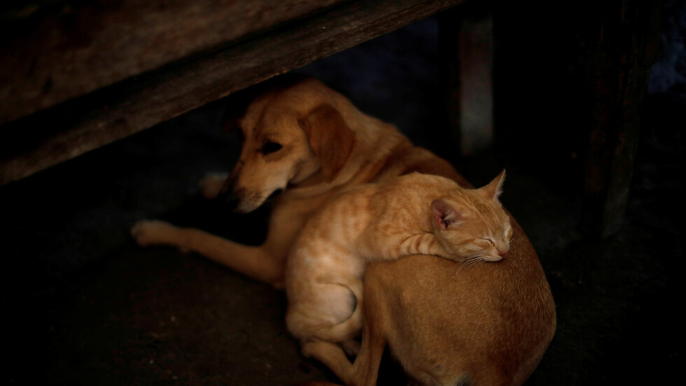 بعد الهرتين.. إصابة أول كلب في الولايات المتحدة بالفيروس التاجي