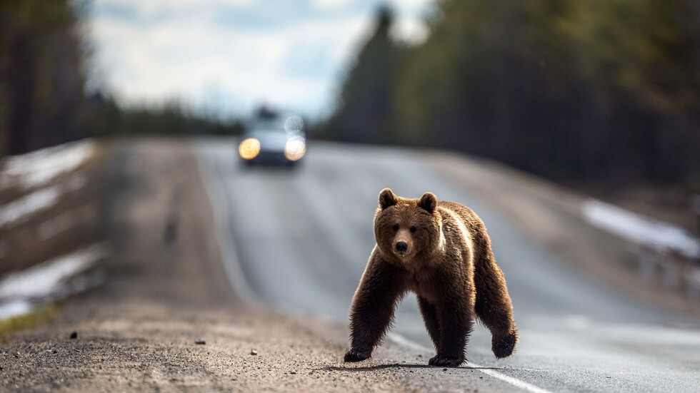 وزارة البيئة الروسية تحذر: مصادفة الحيوانات الخطيرة قد تتزايد في فترة العزل الذاتي