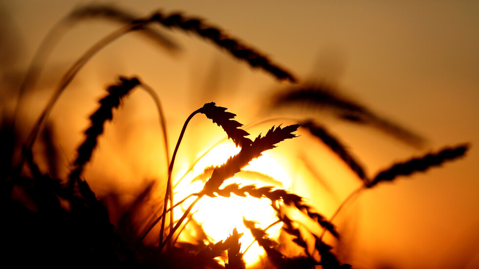 القمح مثل نفط جديد: ستدور حوله حروب