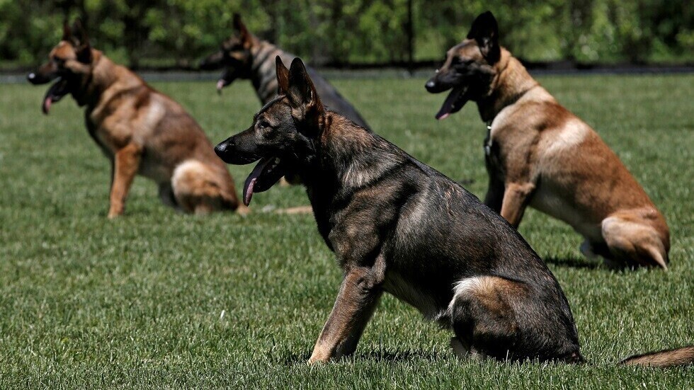 الكلاب قد "تحدث ثورة" في اختبار فيروس كورونا