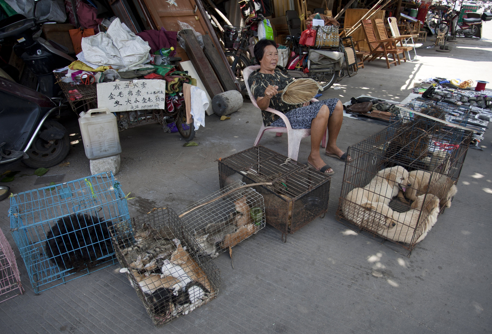 الفيروس التاجي يبعد القطط والكلاب عن موائد الأكل في الصين!