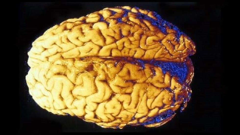 كيف يؤثر الإجهاد في الدماغ؟