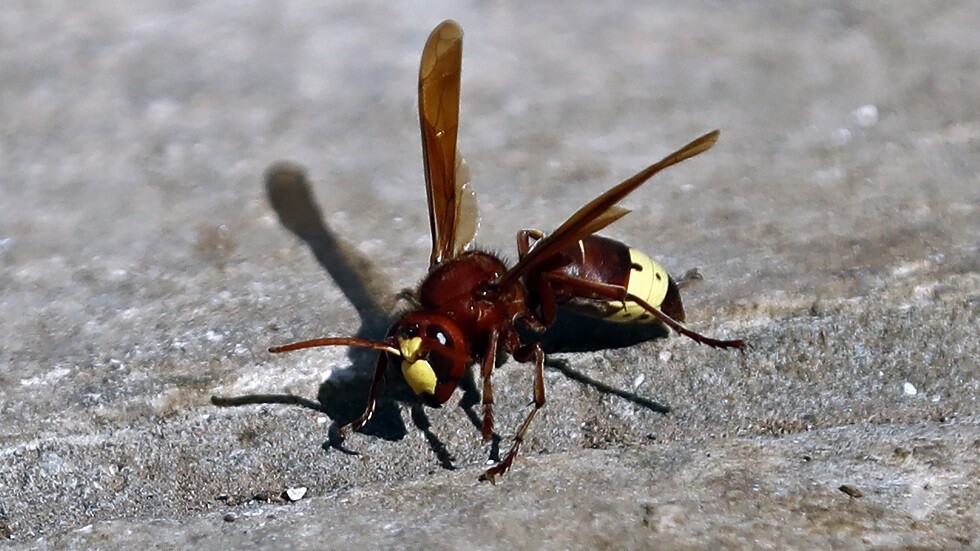الكويت تنفي انتشار الدبور الآسيوي القاتل في البلاد