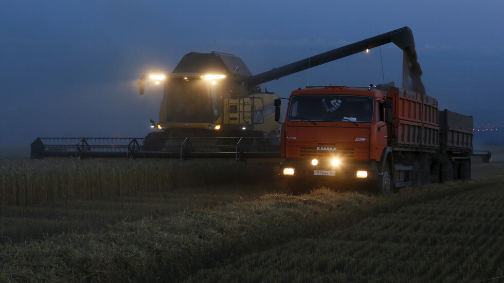 منتجو القمح الروس موعودون بصدارة العالم