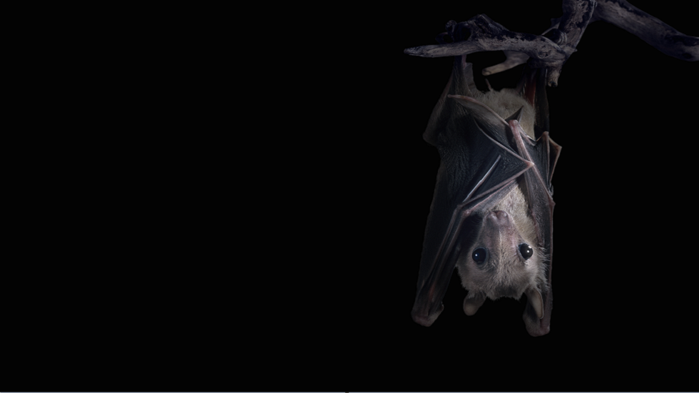 اكتشاف سبعة فيروسات تاجية جديدة كامنة في خفافيش إفريقيا