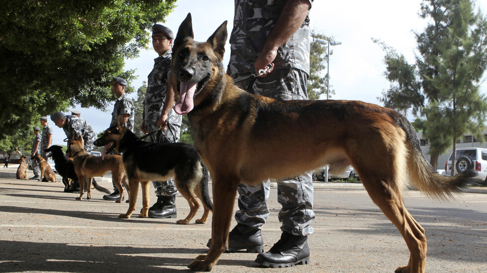 لبنان.. إحباط عملية تهريب مخدرات ضخمة إلى تركيا (صور)