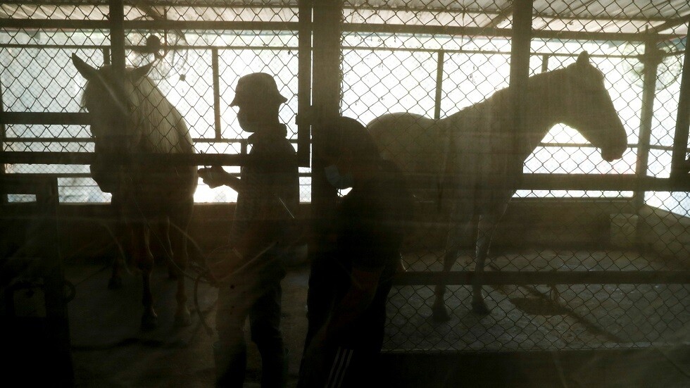 بالتزامن مع كورونا.. فيروس جديد يستهدف الخيول في تايلاند