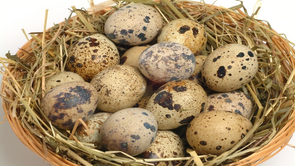 لماذا تجرى التجارب على الحيوانات في الفضاء؟