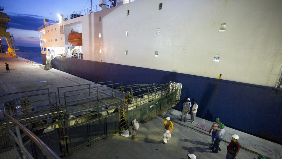 احتجاز سفينة كويتية لنقل الماشية قبالة أستراليا بسبب كورونا