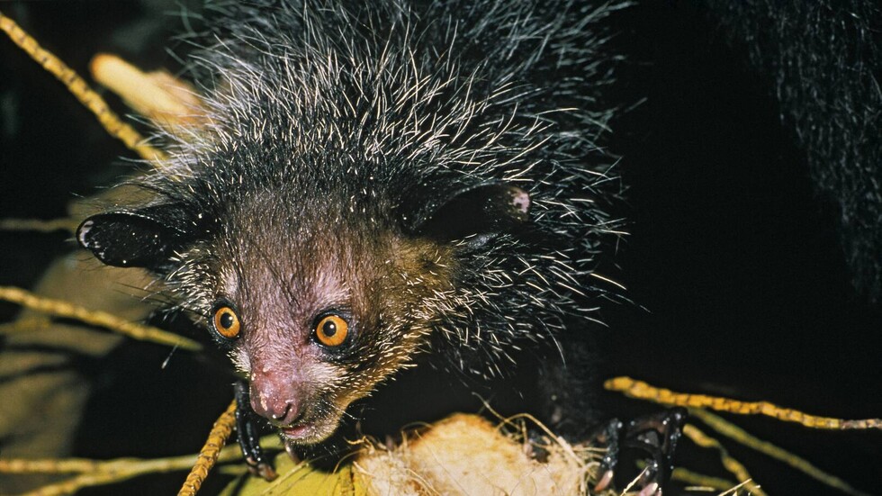 العلماء يقدرون حجم الانقراض الجماعي