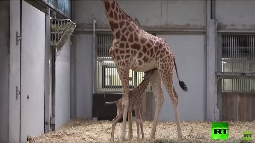 إندونيسيا.. حديقة حيوانات في جزيرة بالي تطلق اسم 