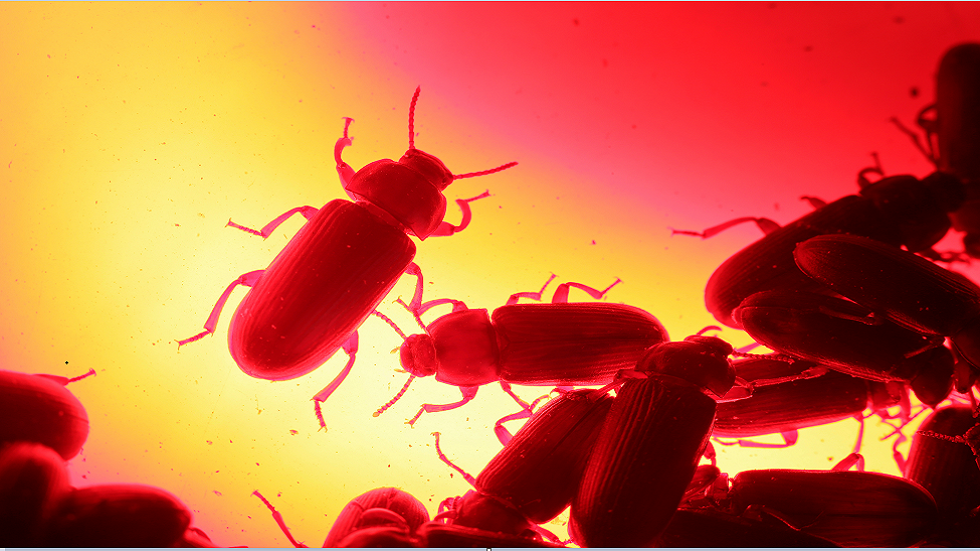 علماء يزعمون.. حليب الصراصير قد يكون 