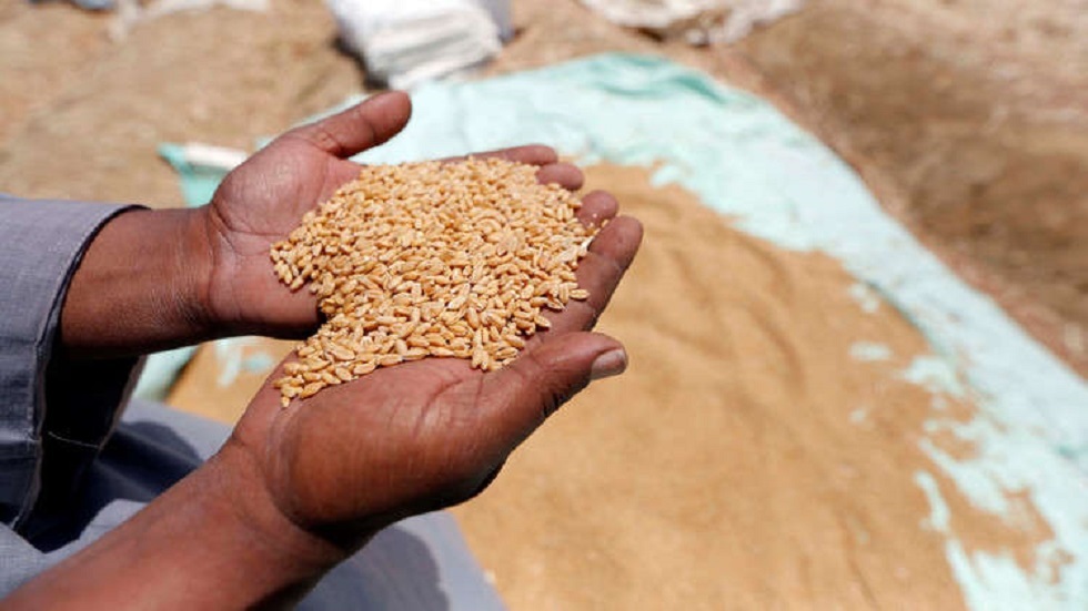 الجزائر تشتري نحو 500 ألف طن من القمح