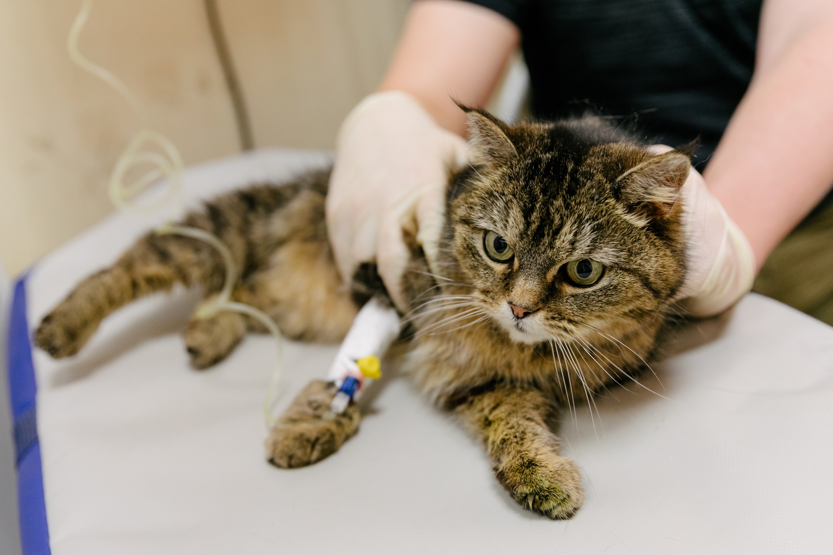 لأول مرة في روسيا.. تأكيد إصابة قطة بفيروس كورونا