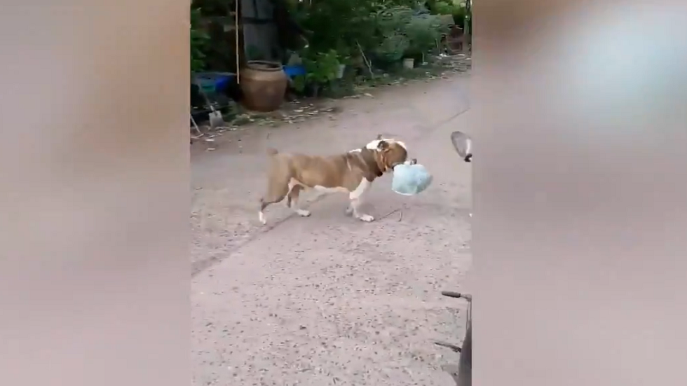 تصرف غير متوقع.. كلب استثنائي سترغب أن يكون لديك مثله!