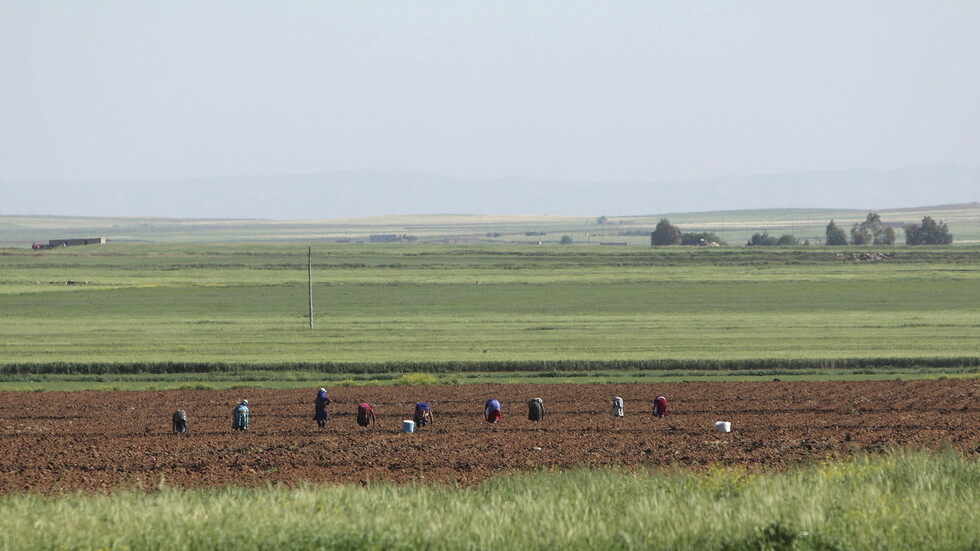 من منطقة الغاب.. الحكومة السورية تطلق خطة زراعية "إسعافية" لمواجهة العقوبات