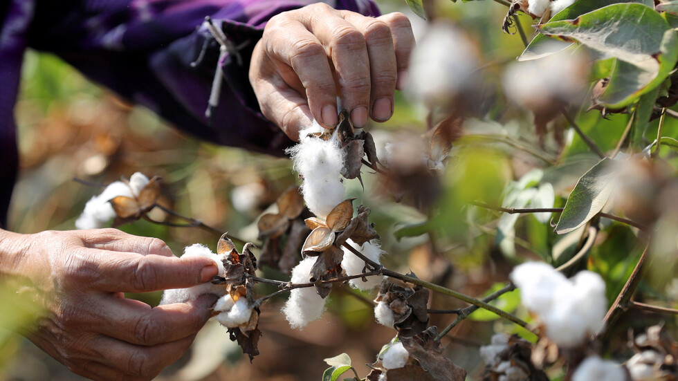 تراجع صادرات مصر من القطن بأكثر من 9.5%