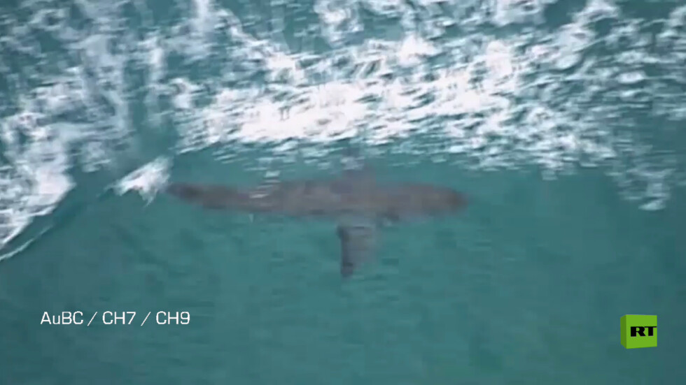 بالفيديو.. سمكة قرش تقتل راكب أمواج في أستراليا