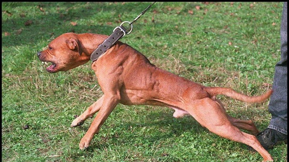 إندونيسيا.. إنقاذ بريطاني علق في بئر لستة أيام بعد أن طارده كلب (صورة)