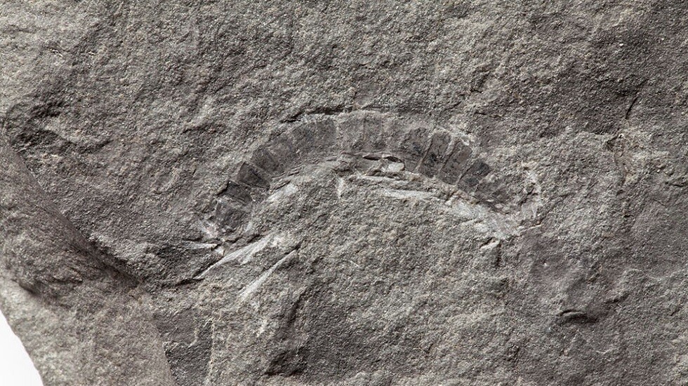 اكتشاف ما قد يكون أول حيوان بري على الإطلاق