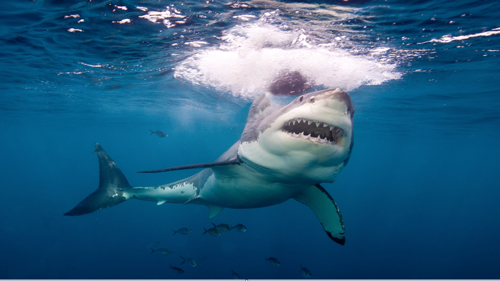 العلماء يصدمون بما تلتهمه أسماك القرش البيضاء الضخمة حقا!