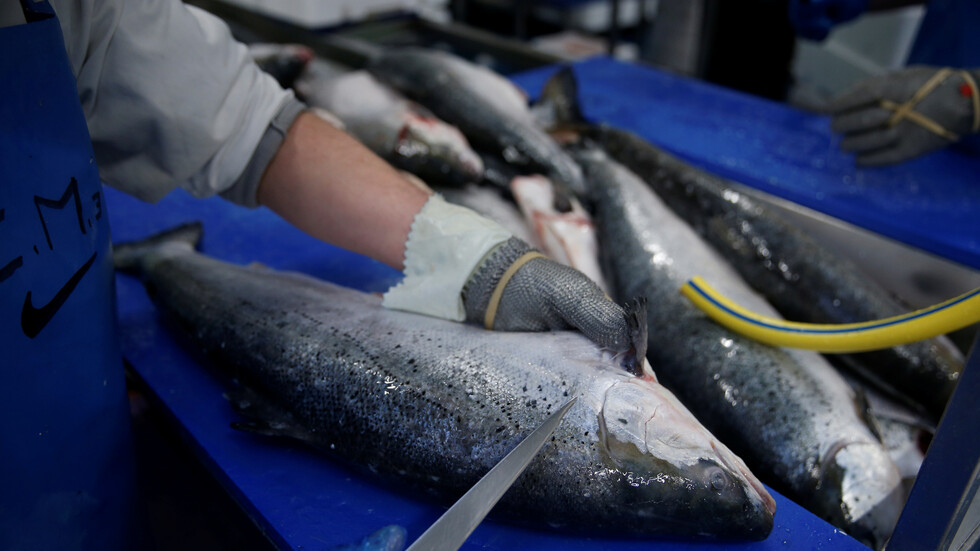 كورونا.. النرويج تستنفر بعد عثور الصينيين على آثار الفيروس في سمك السلمون!