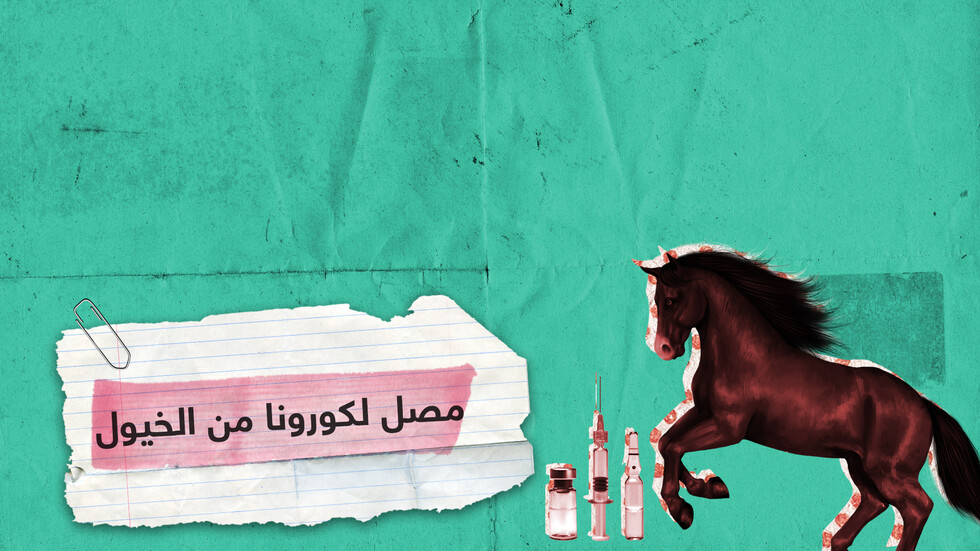 علماء أرجنتينيون يستخدمون الخيول لتطوير مصل لكورونا