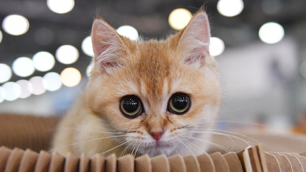 هل يمكن لحساسية القط إنقاذك من حالة 