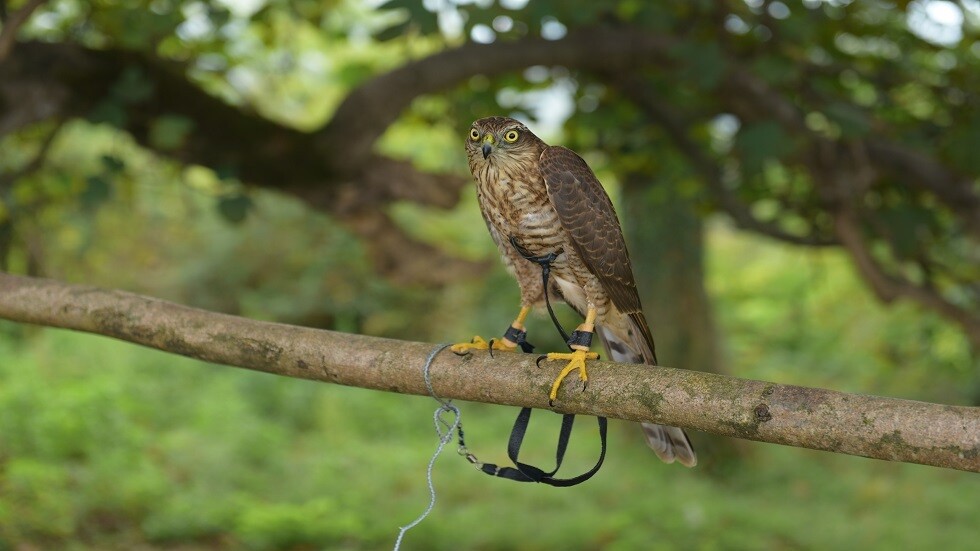 إنشاء أول مركز لتربية الصقور في روسيا