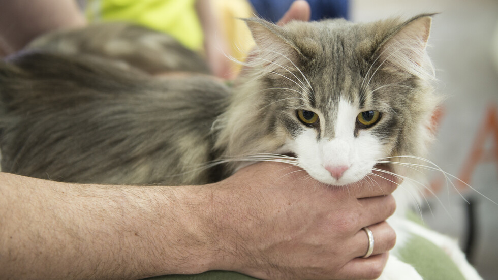 إيطاليا.. السلطات تتخذ إجراءات بعد نفوق قط مصاب بفيروس نادر
