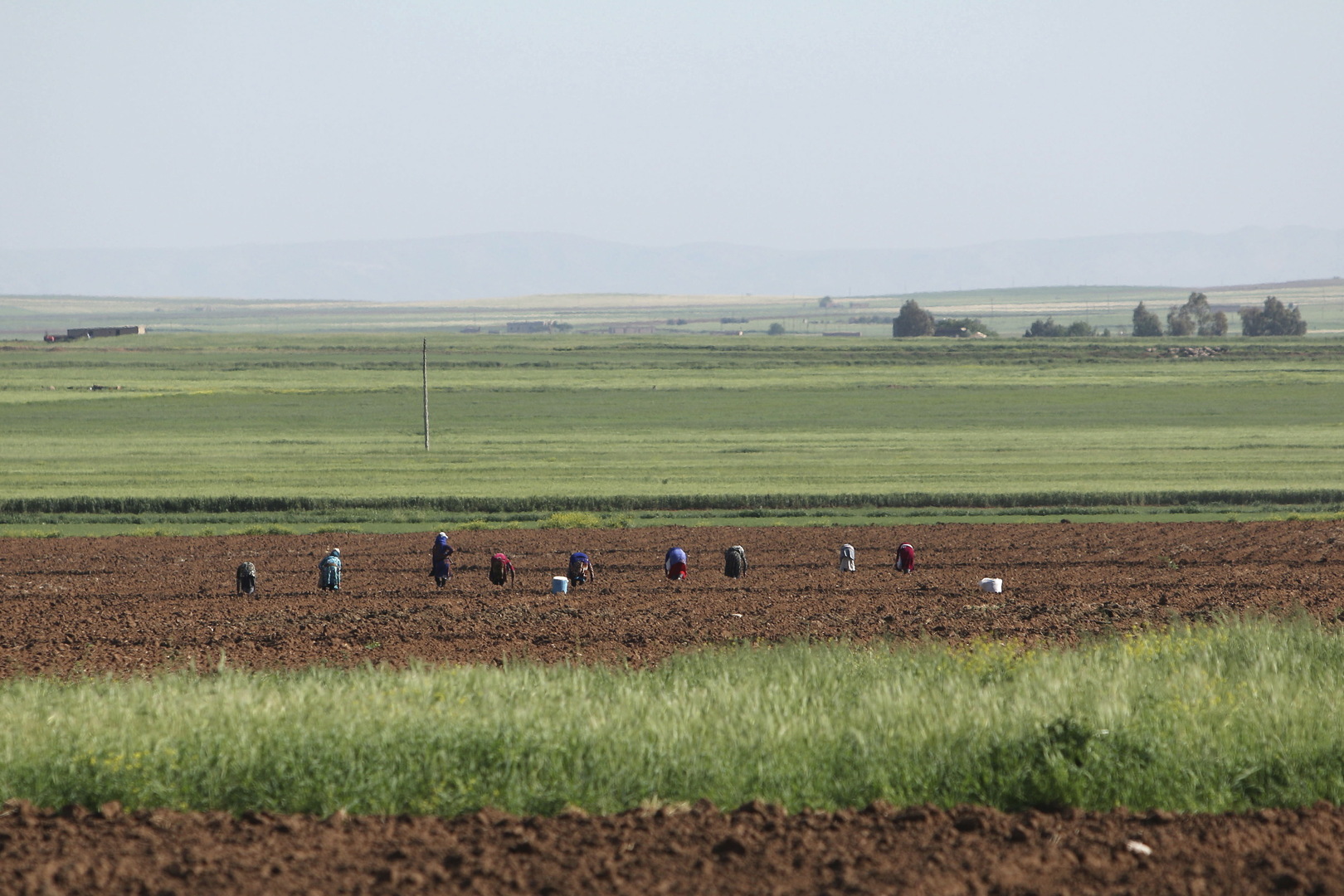 من منطقة الغاب.. الحكومة السورية تطلق خطة زراعية 