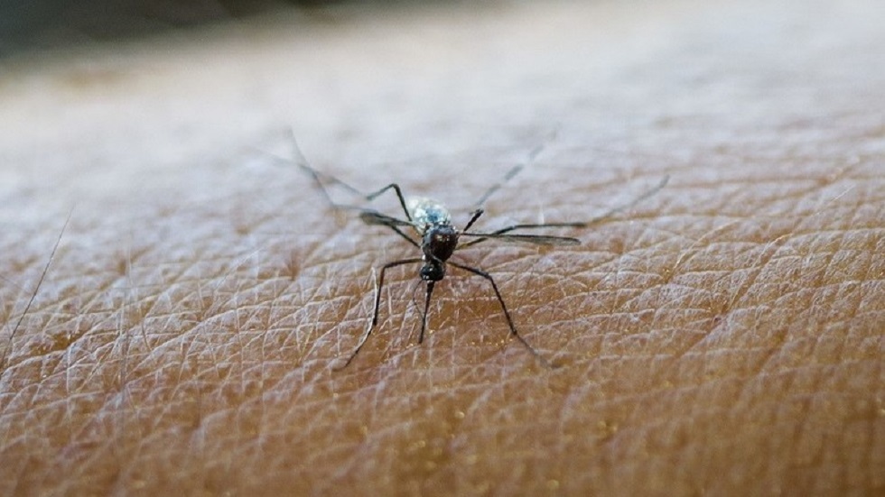عالم يدحض  أسطورة خطورة بعوض الملاريا