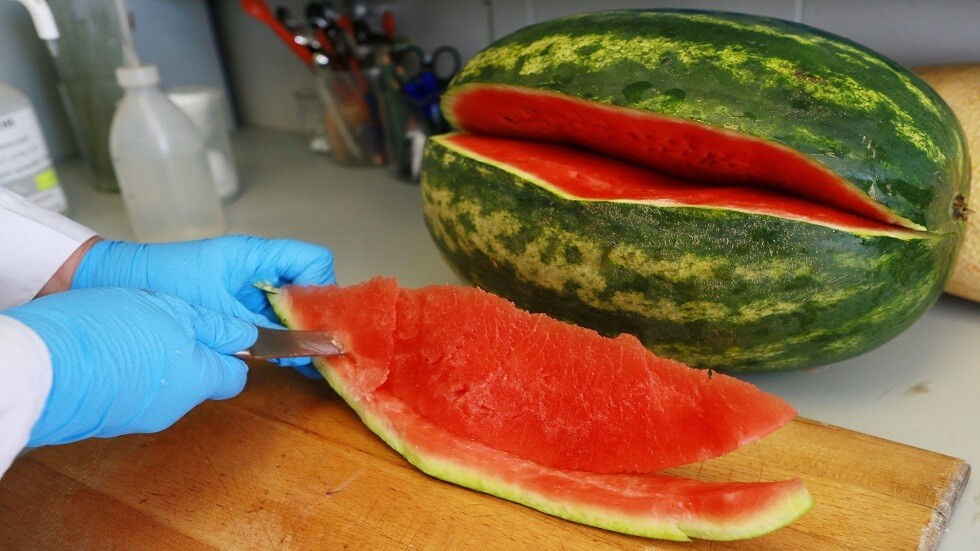 العلماء الصينيون ينجحون في زيادة حلاوة البطيخ