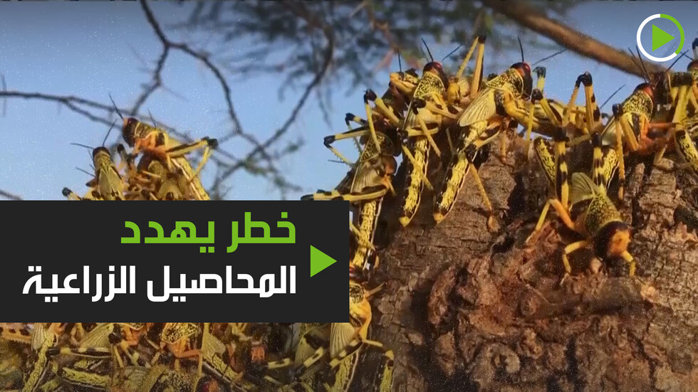 خطر يهدد المحاصيل الزراعية!