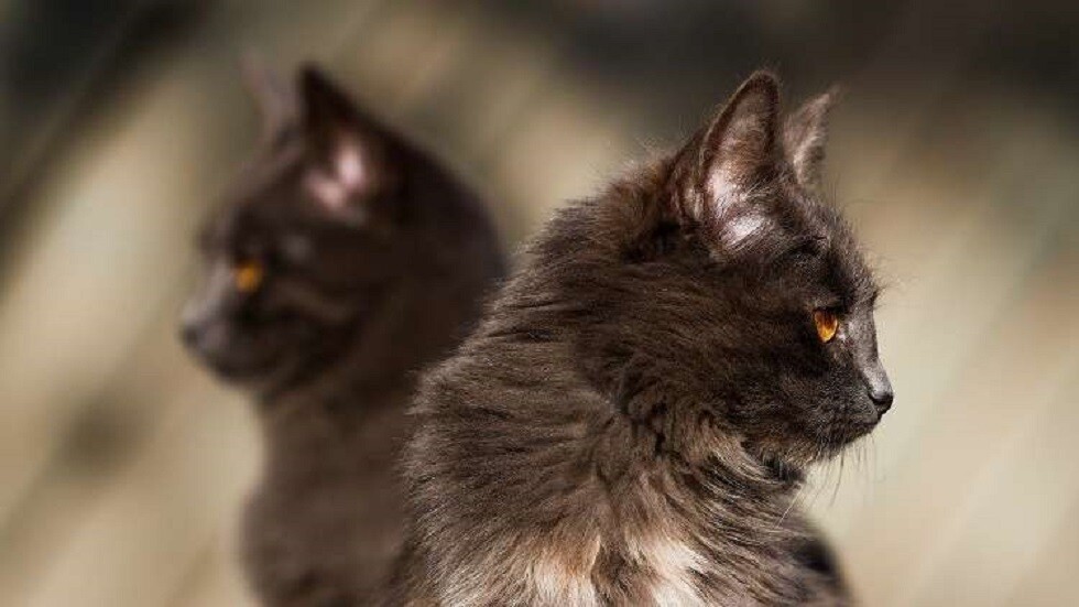 الصحة العالمية: الحيوانات المنزلية تشكل خطرا ضئيلا لنقل فيروس كورونا لأصحابها