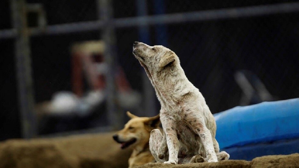 الأردن: 10 دنانير لكل من يمسك بكلب شارد في العقبة - صورة