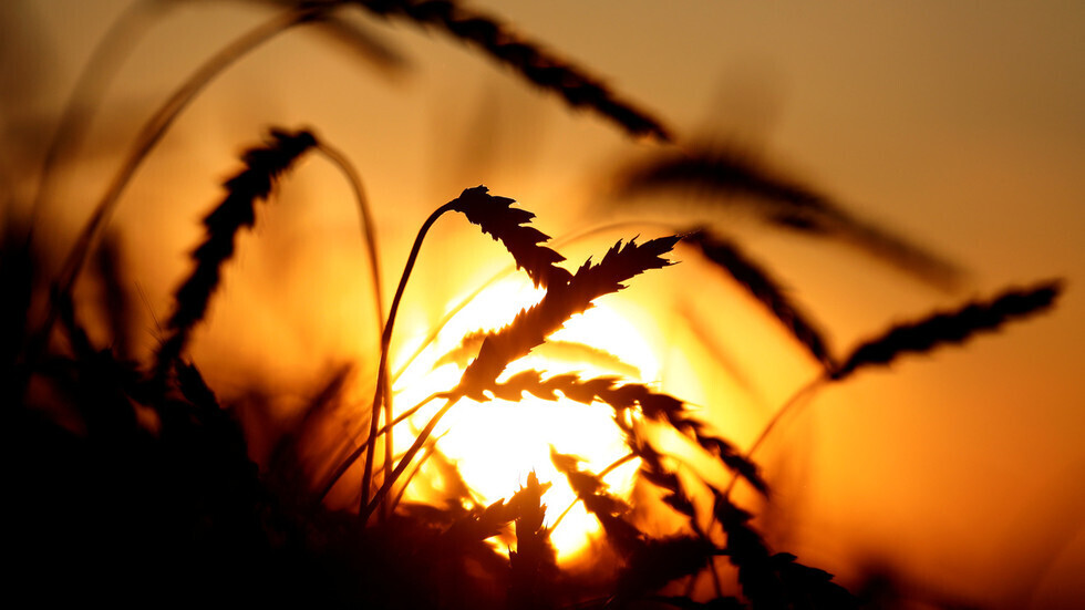 مسؤول سوري: الحكومة تمنح الفلاحين 30% زيادة على قيمة الأقماح