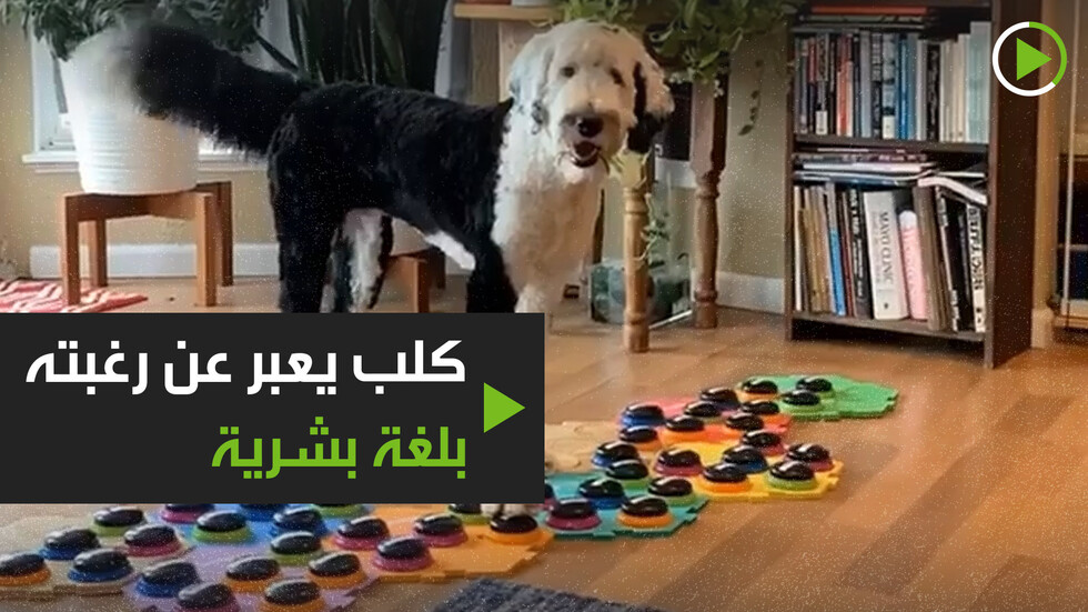 كلب يعبر عن رغبته بلغة بشرية