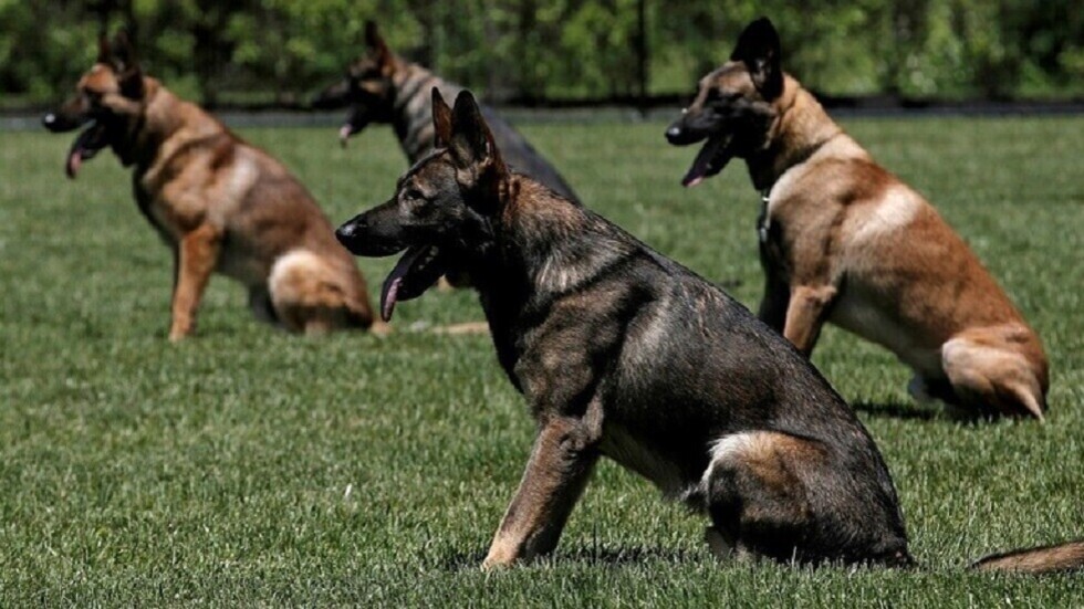 تدريب الكلاب على كشف فيروس كورونا